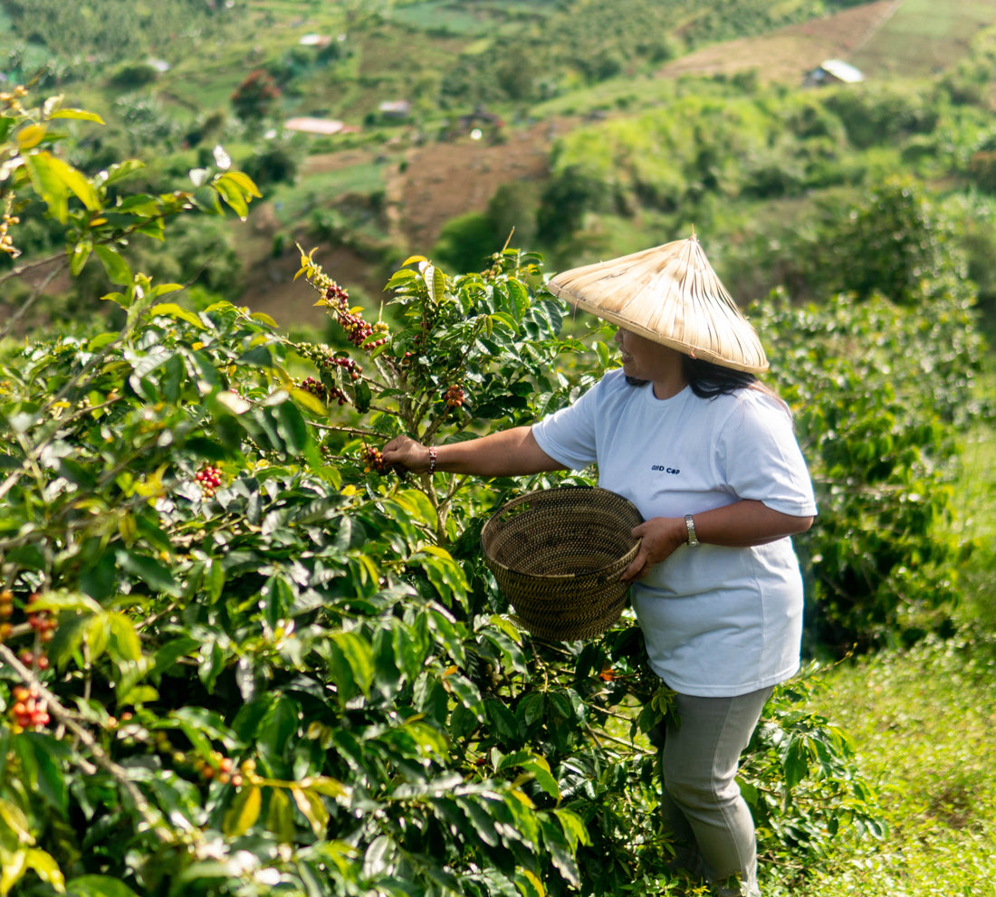 Philippine Coffee Sector Tackles "Living Income" Challenge